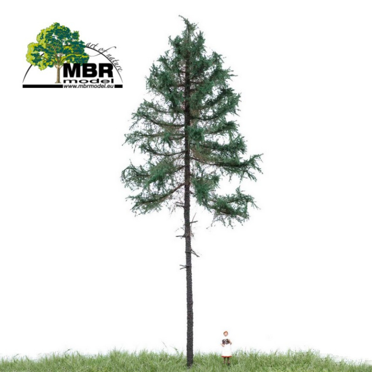 Sapin été du N au O MBR-Maketis Sapin été du N au O MBR-Maketis